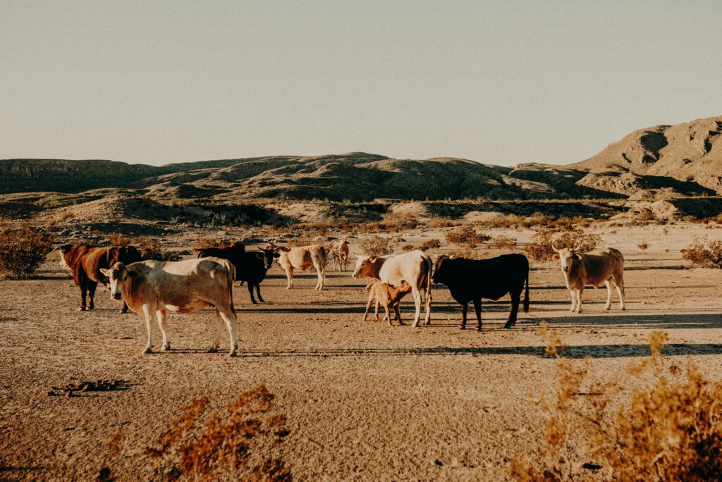 allison jeffers lD2YW31UXeU unsplash