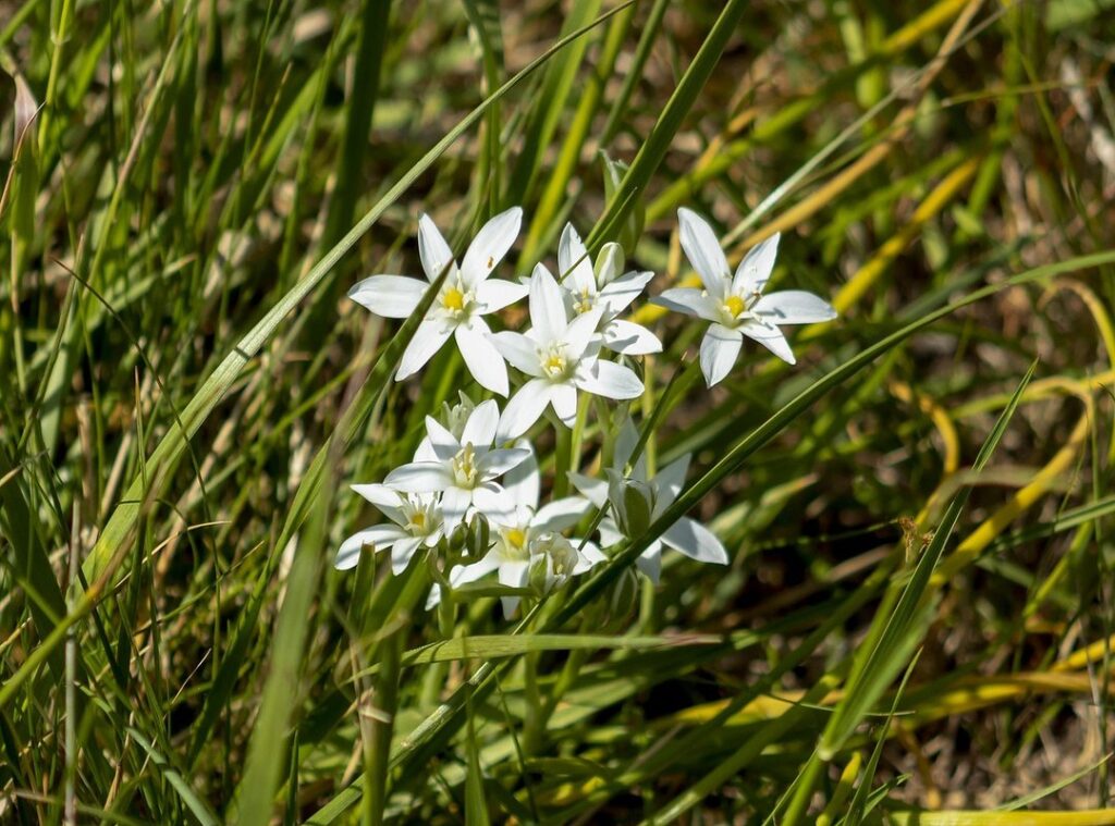 damon albarn justine fleishman